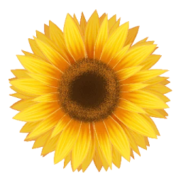 a sunflower on a white background