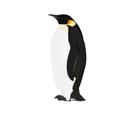 a black and white penguin standing on its hinds