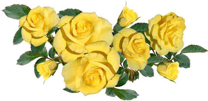 a bunch of yellow roses with green leaves