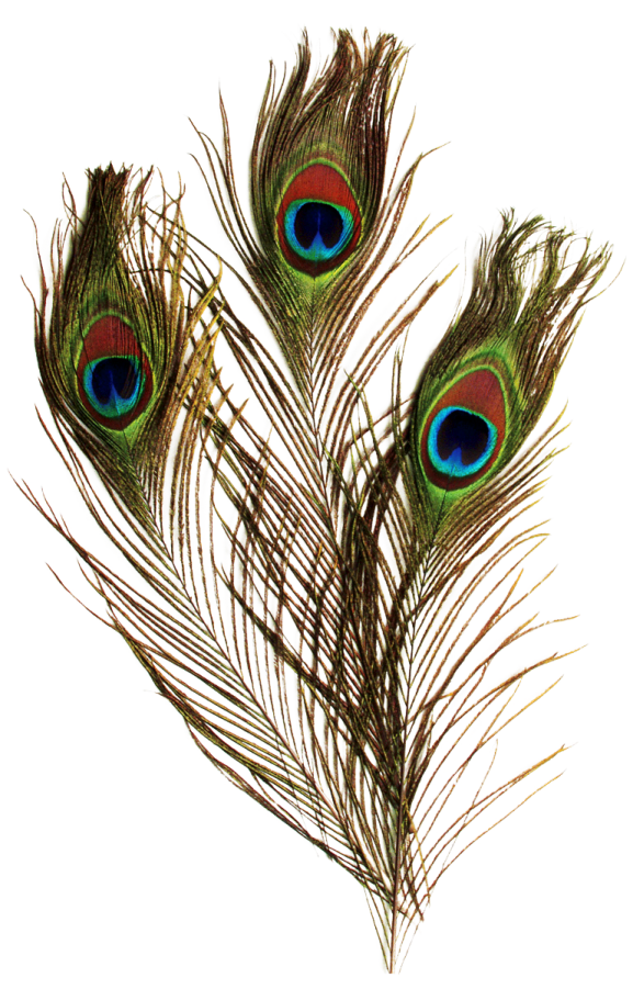 three peacock feathers on a white background
