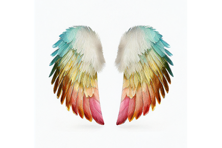 a pair of wings on a white background