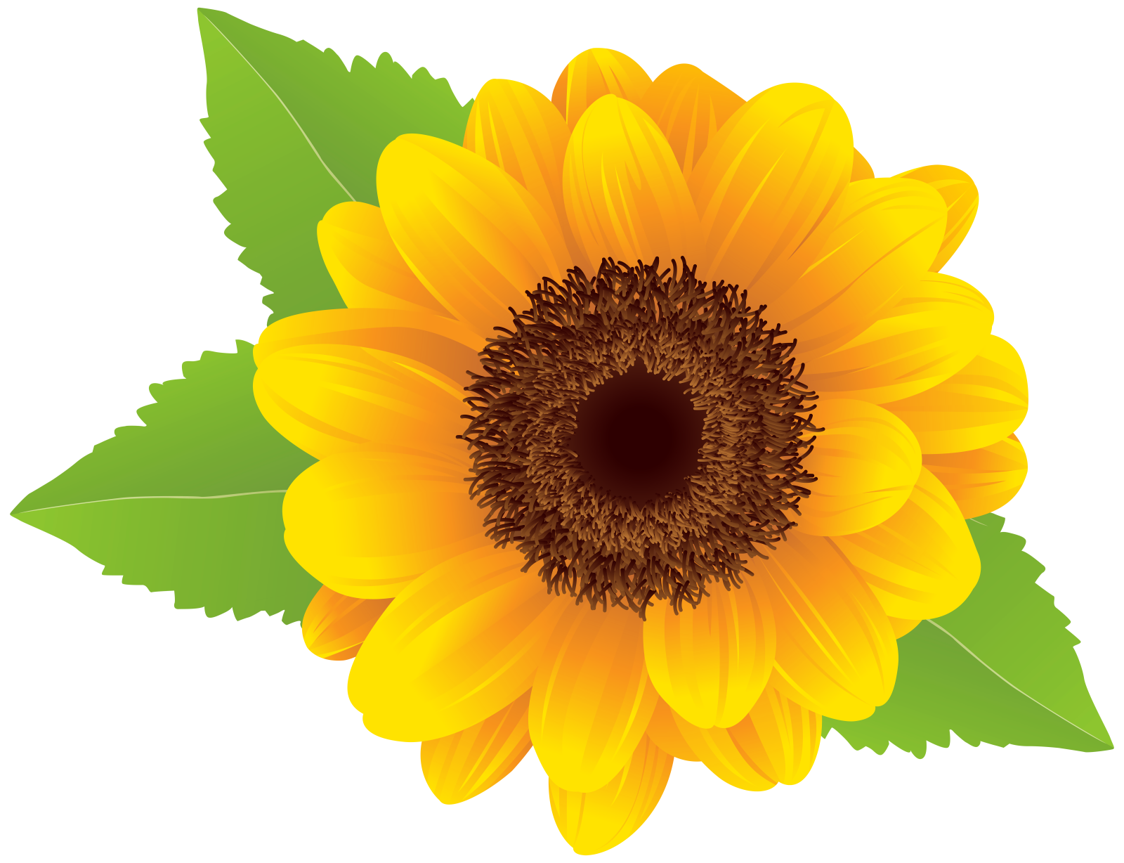 a yellow sunflower with green leaves