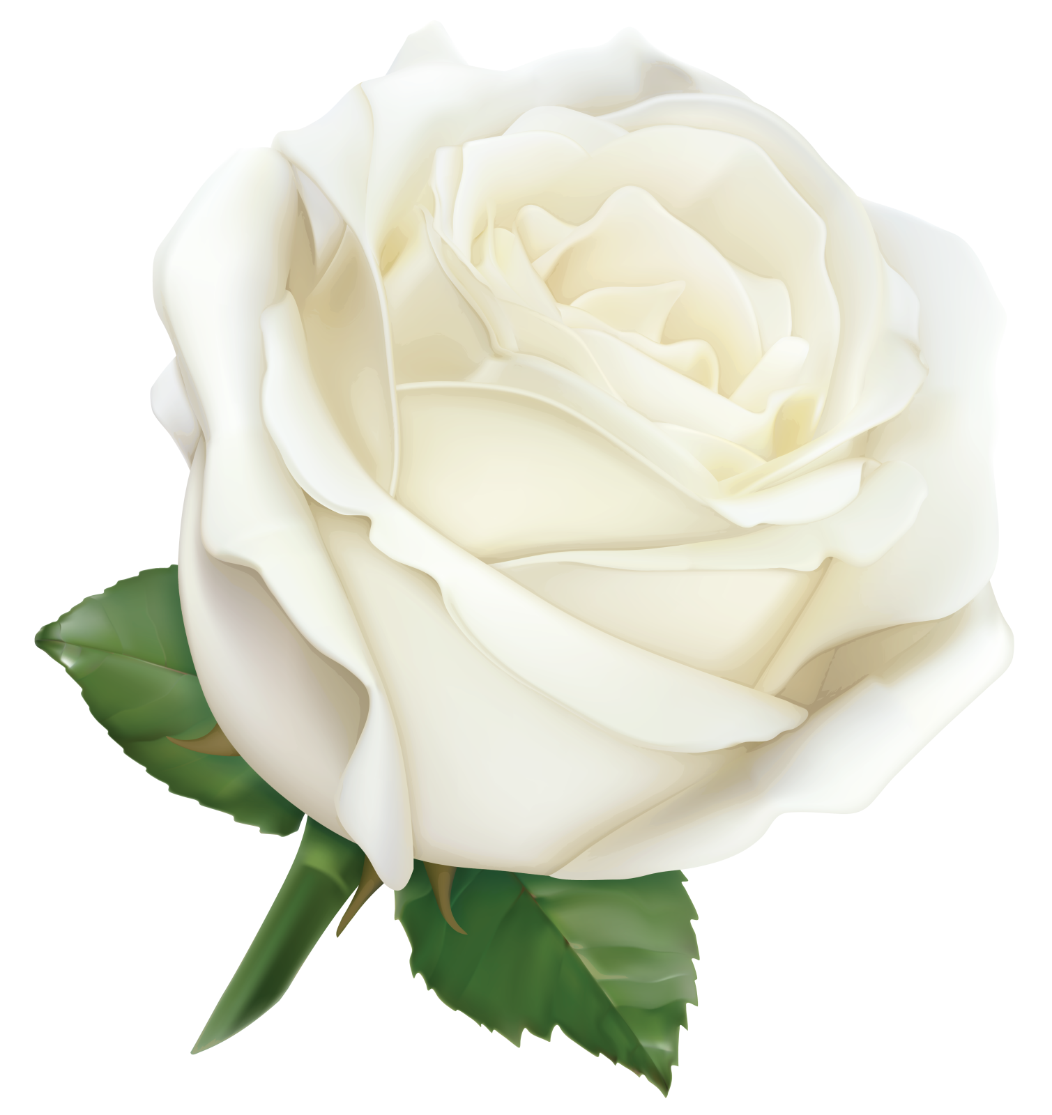 a white rose with green leaves