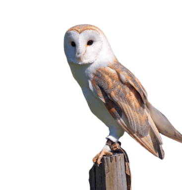 a barn owl perched on a wooden post