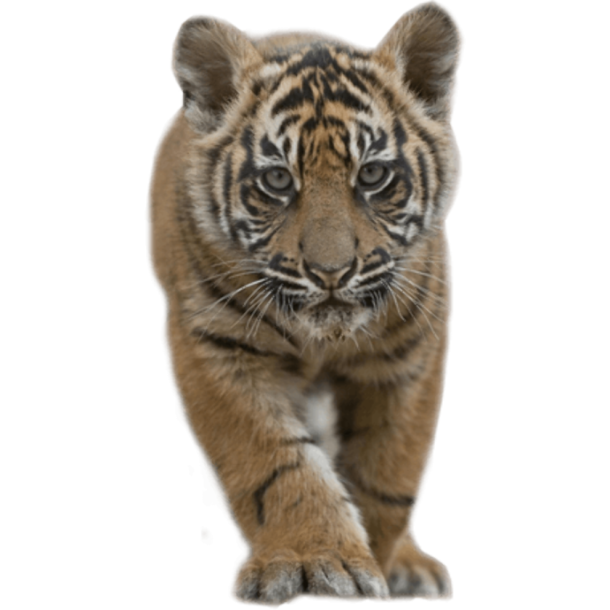 a baby tiger walking towards the camera