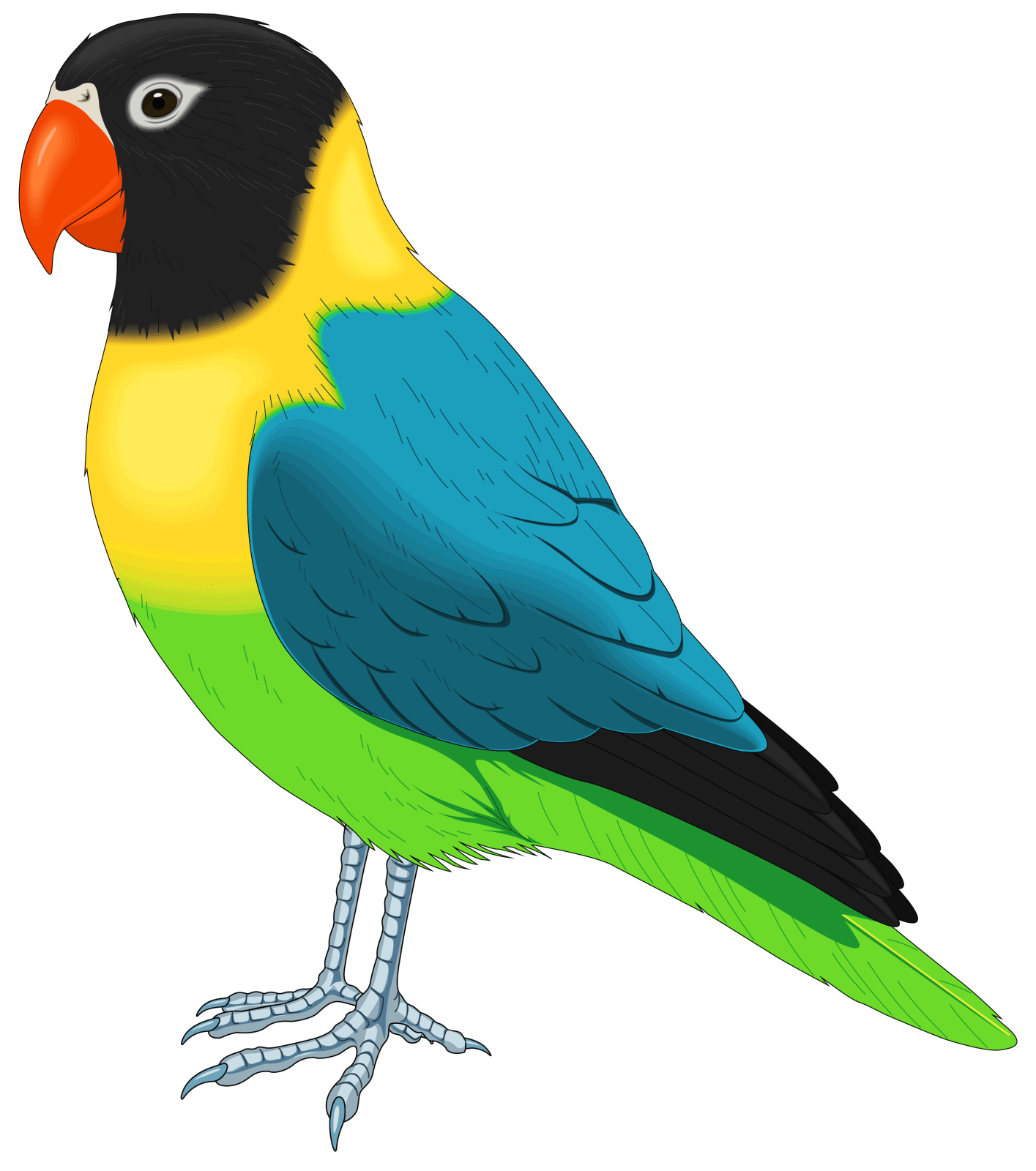 a colorful bird on a white background