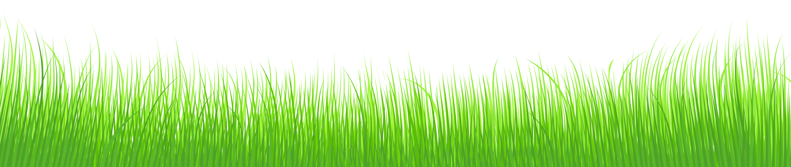 green grass background vector