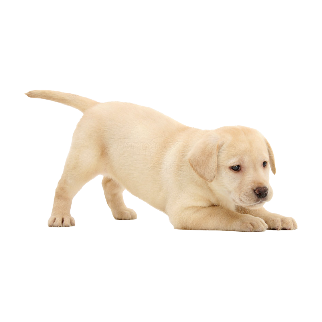 a small yellow puppy standing on its hinds