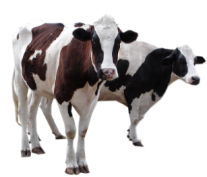 two black and white cows