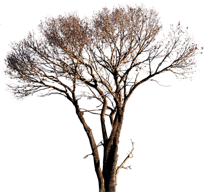 a tree with no leaves on it