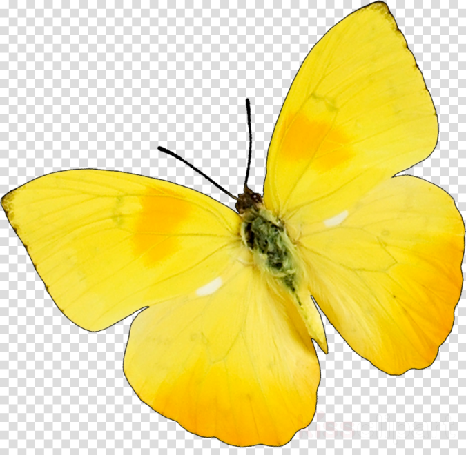 a yellow butterfly on a transparent background