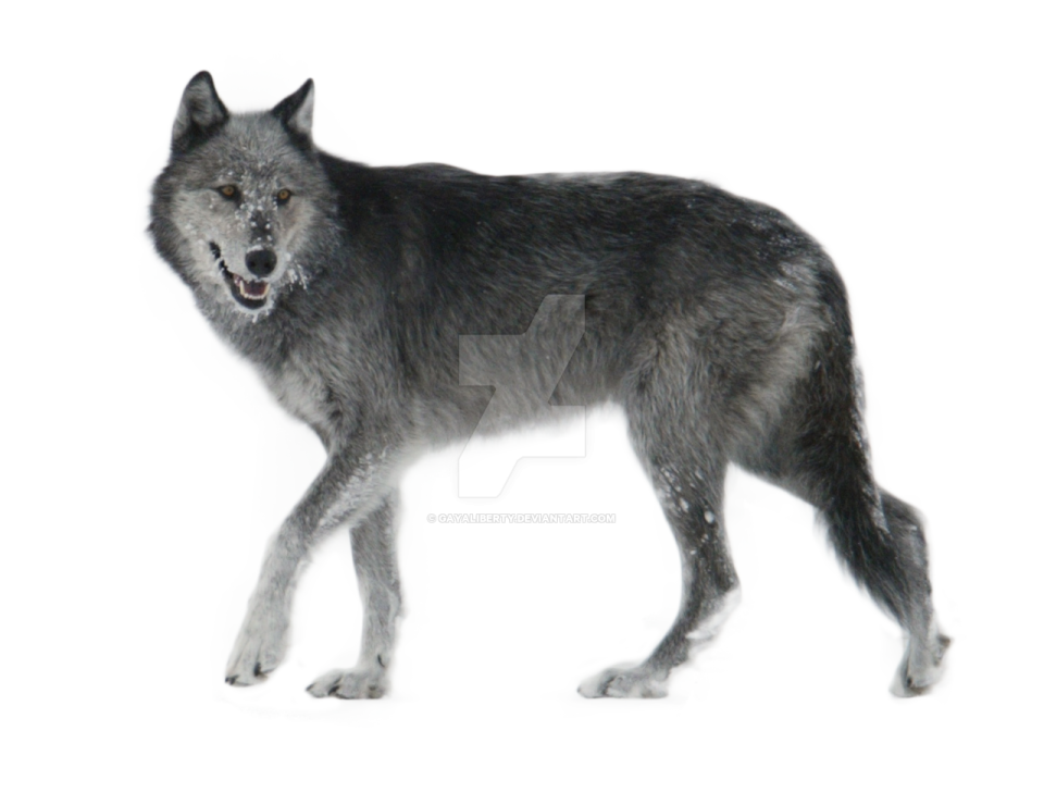 a wolf standing in front of a white background