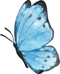 a blue butterfly on a white background
