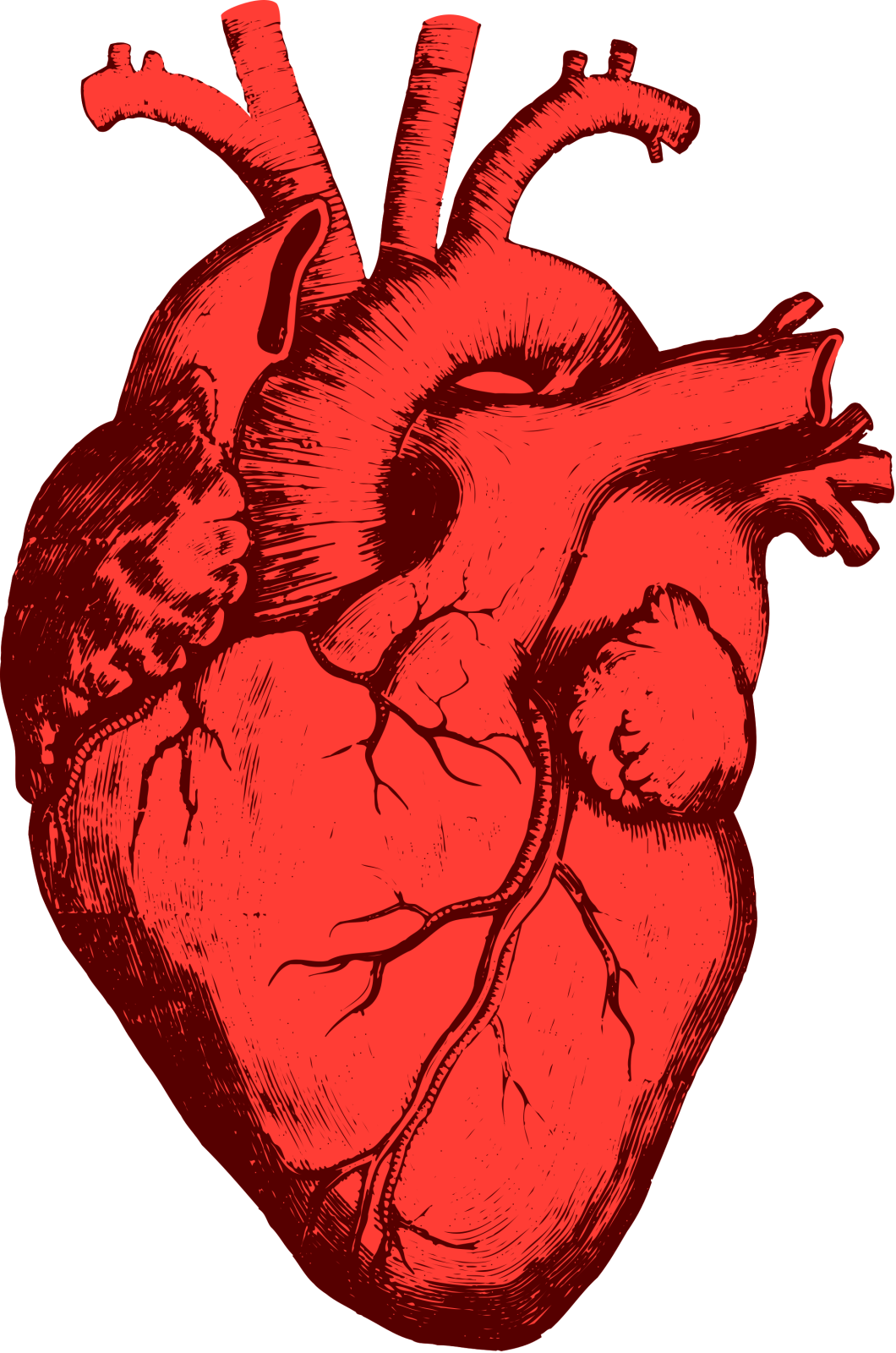 a drawing of a human heart