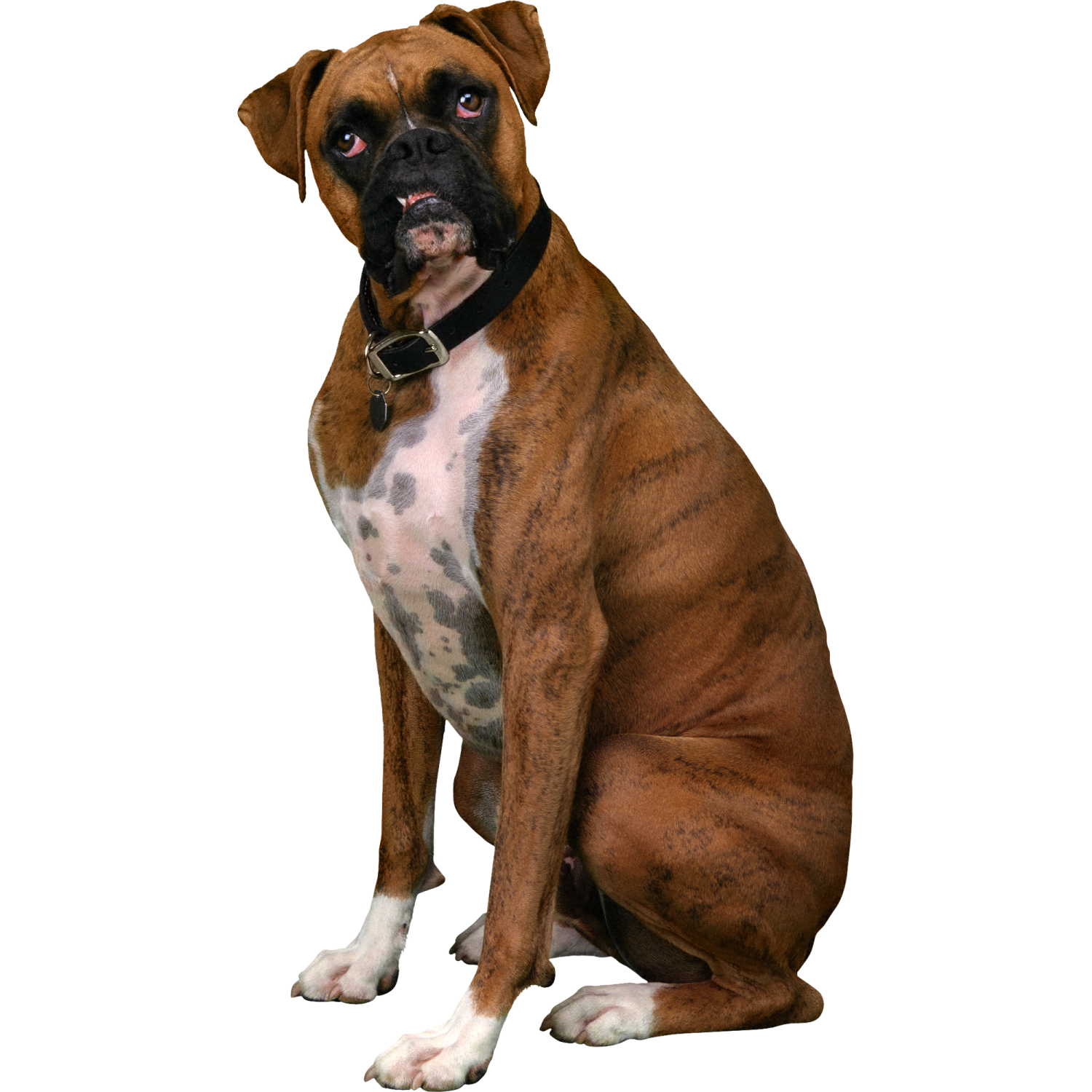 a brown and white dog sitting on the ground