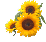three sunflowers on a white background