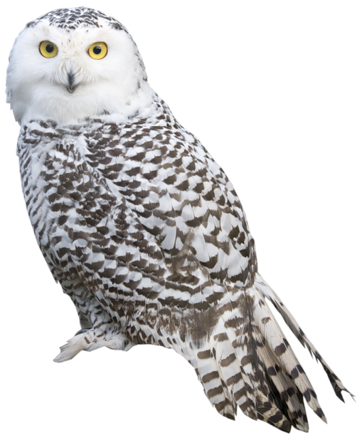 a snowy owl perched on a white background