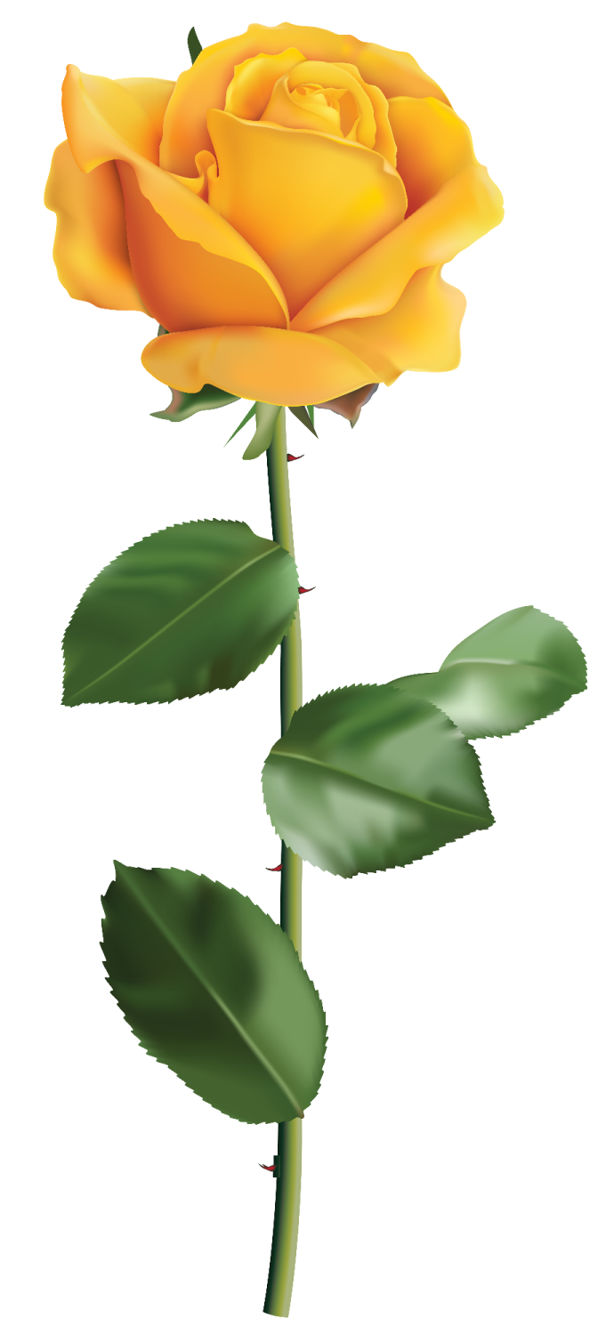 a yellow rose on a white background