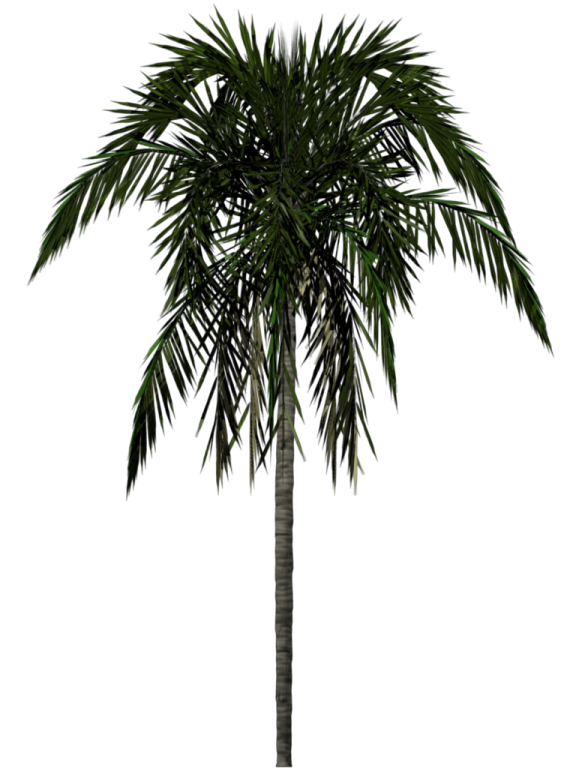 a palm tree on a white background