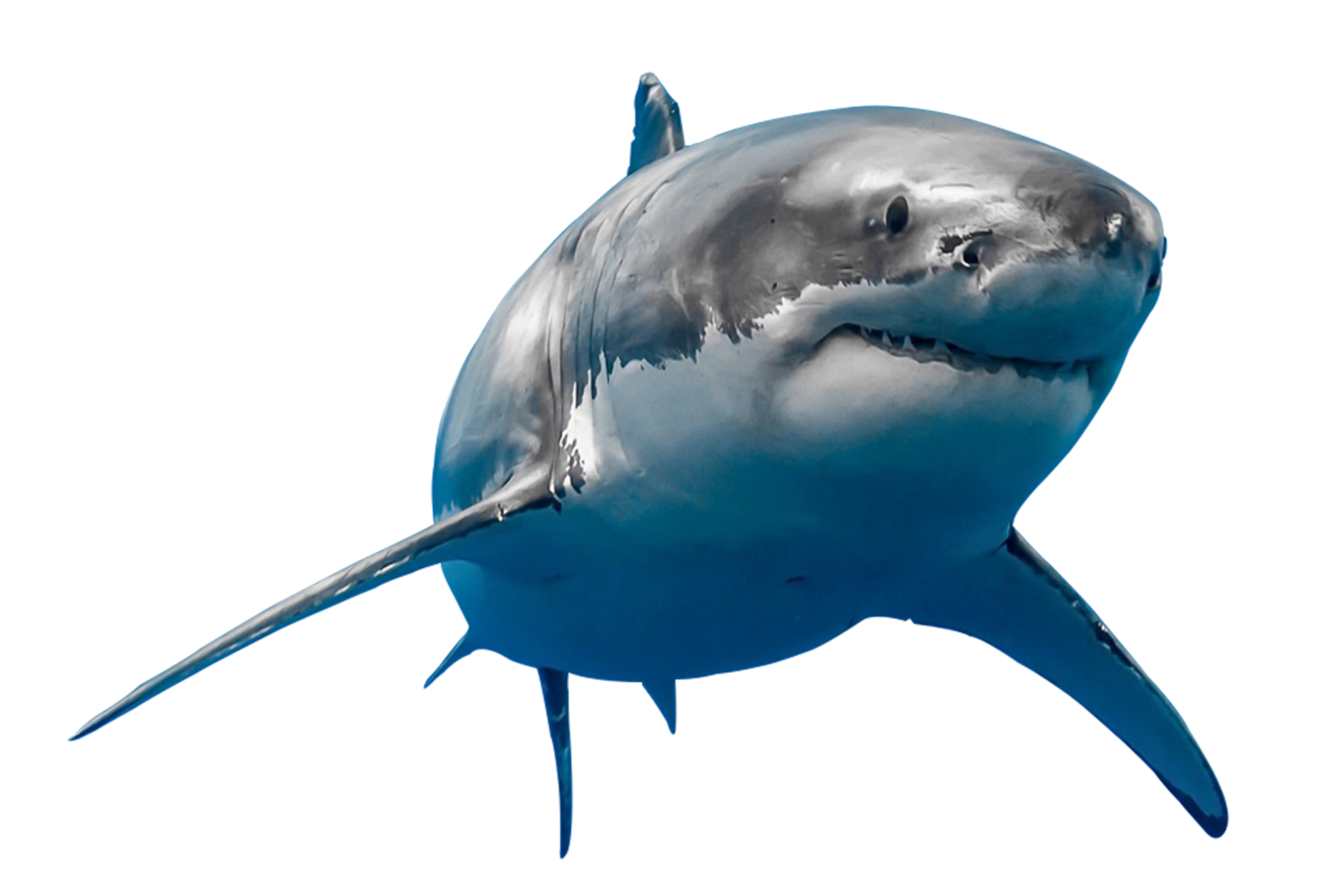 a great white shark swimming in the ocean