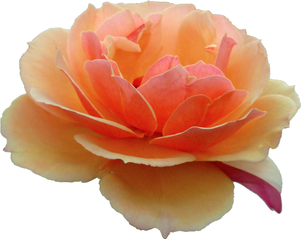 a close up of a pink and yellow flower