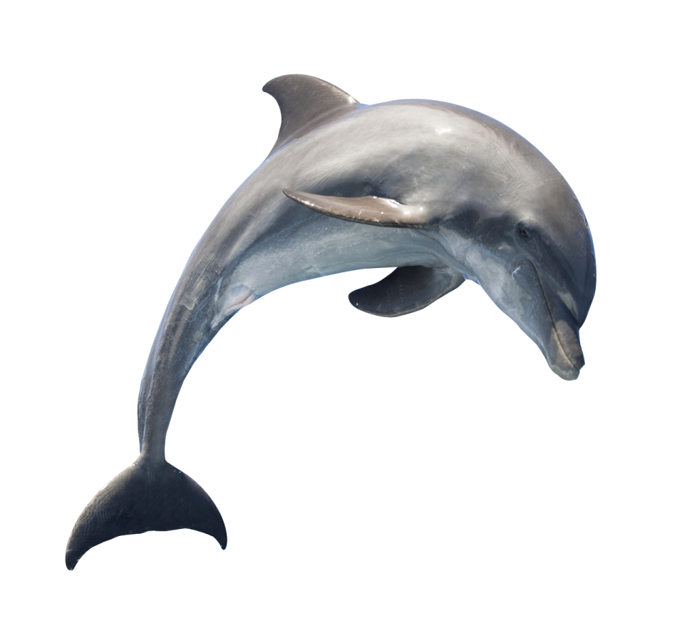 a dolphin jumping in the air on a white background