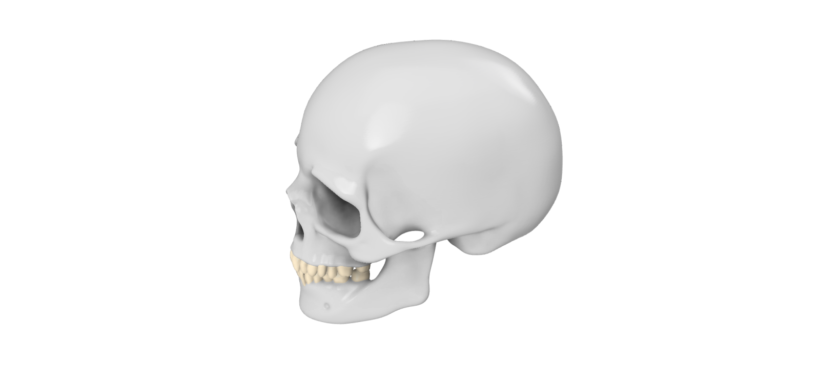 a 3d model of a human skull