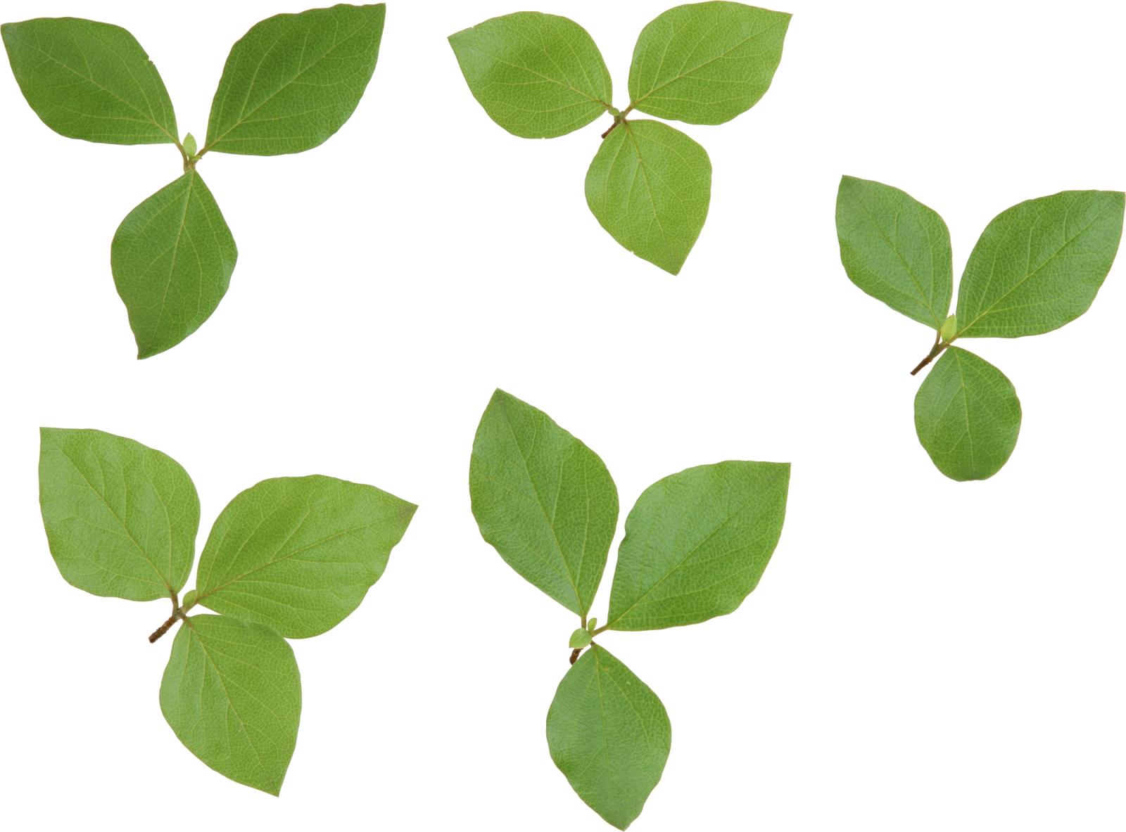 a group of leaves on a white background