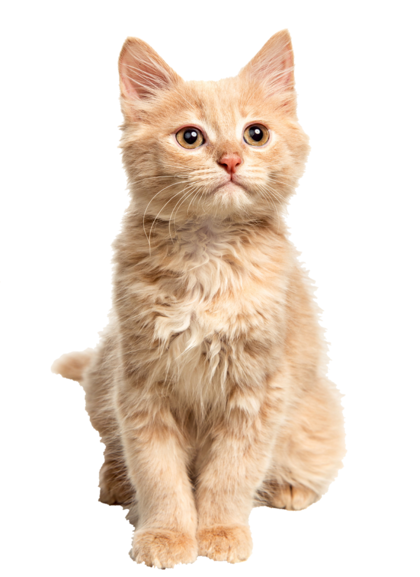 a small kitten sitting on a white surface