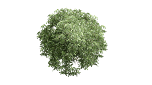 a tree on a white background