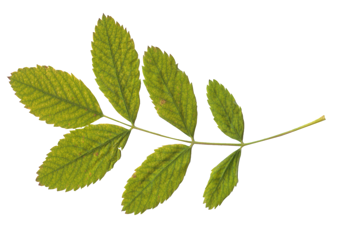 a green leaf on a white background
