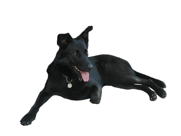 a black dog laying down on the ground