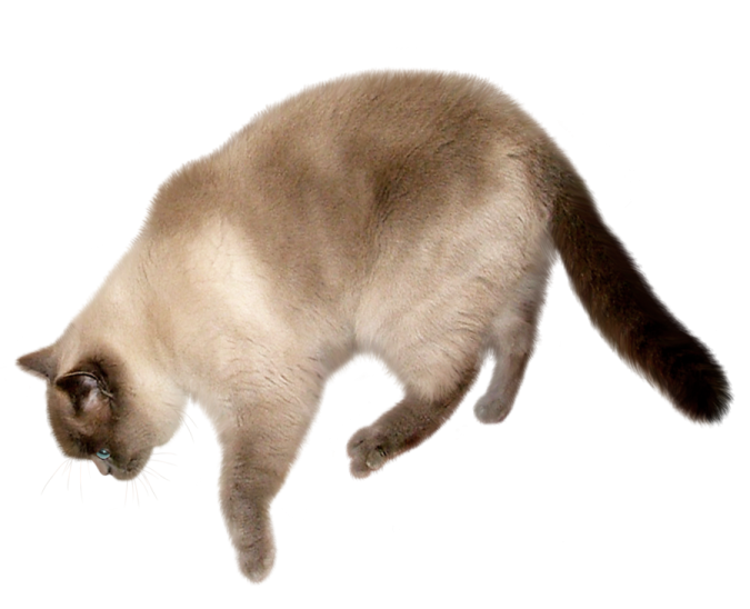 the cat is brown