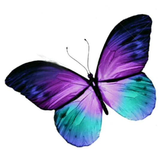 a purple and blue butterfly on white background