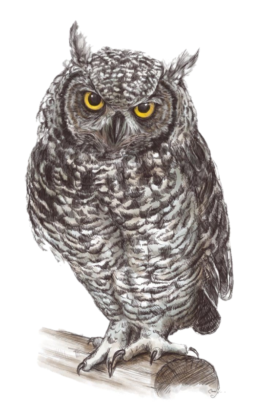 a drawing of an owl with yellow eyes