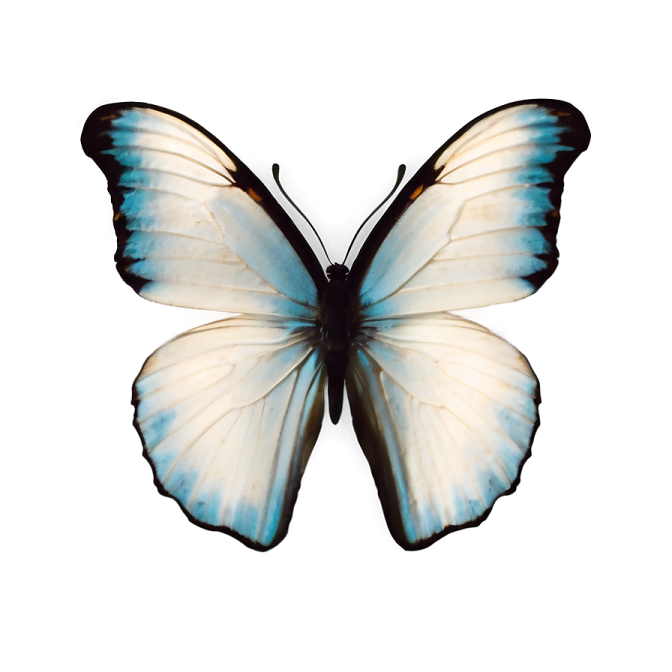 a white and blue butterfly with black wings