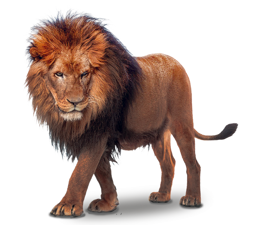 a lion standing in front of a white background