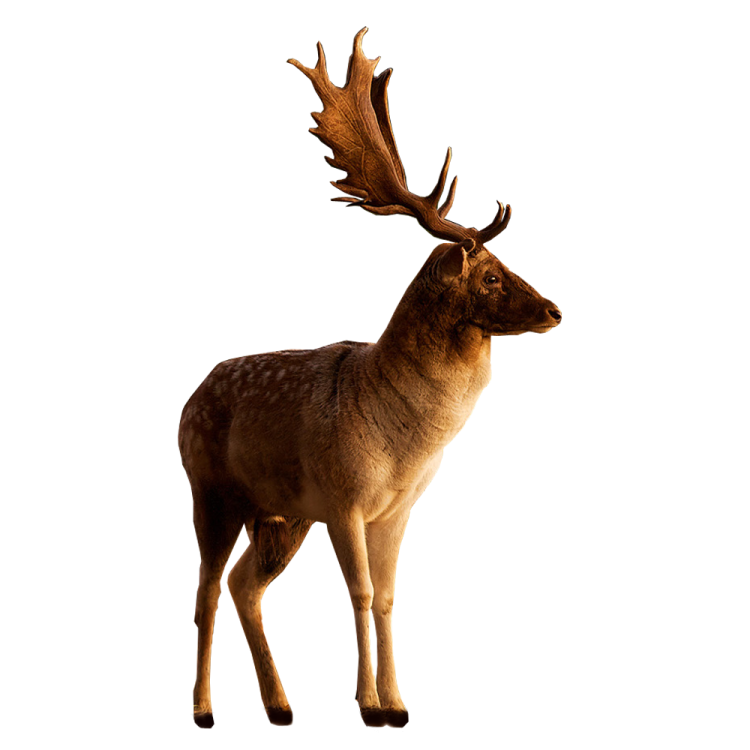 a deer standing in front of a white background