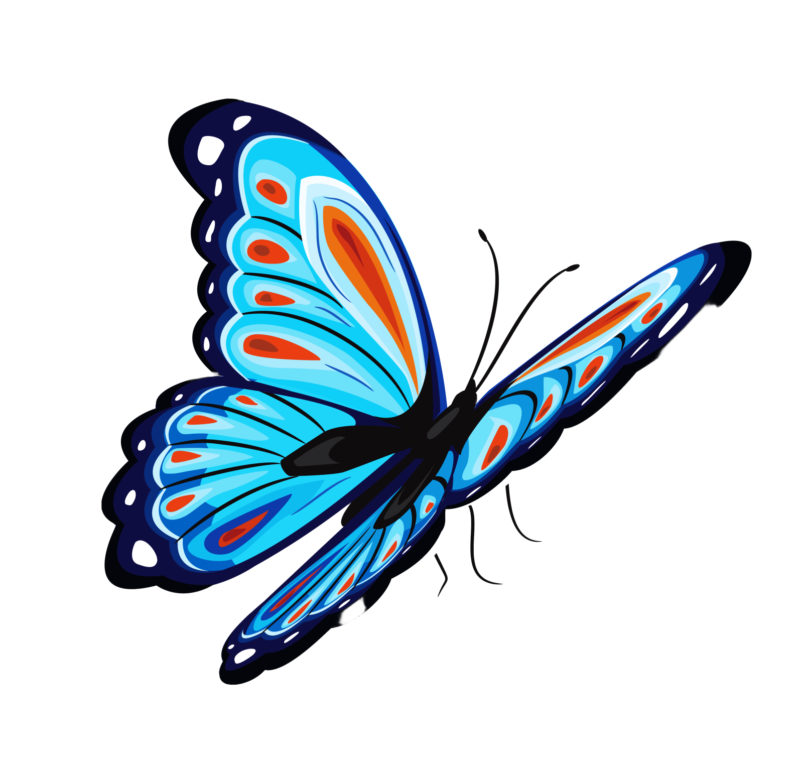 a blue butterfly on a white background