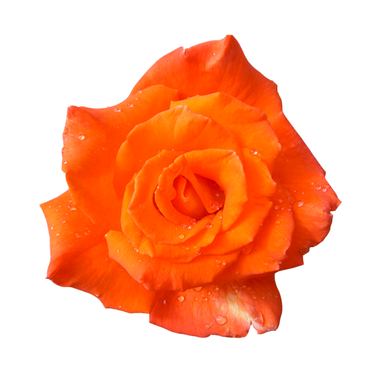 an orange rose with water droplets on it