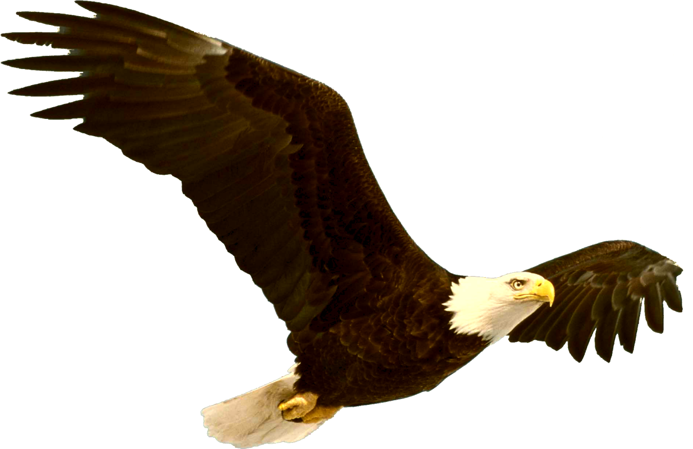 an eagle flying in the air with its wings spread