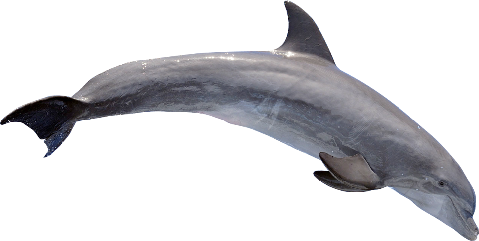 a dolphin jumping out of the water
