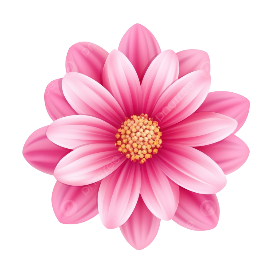 a pink flower on white background