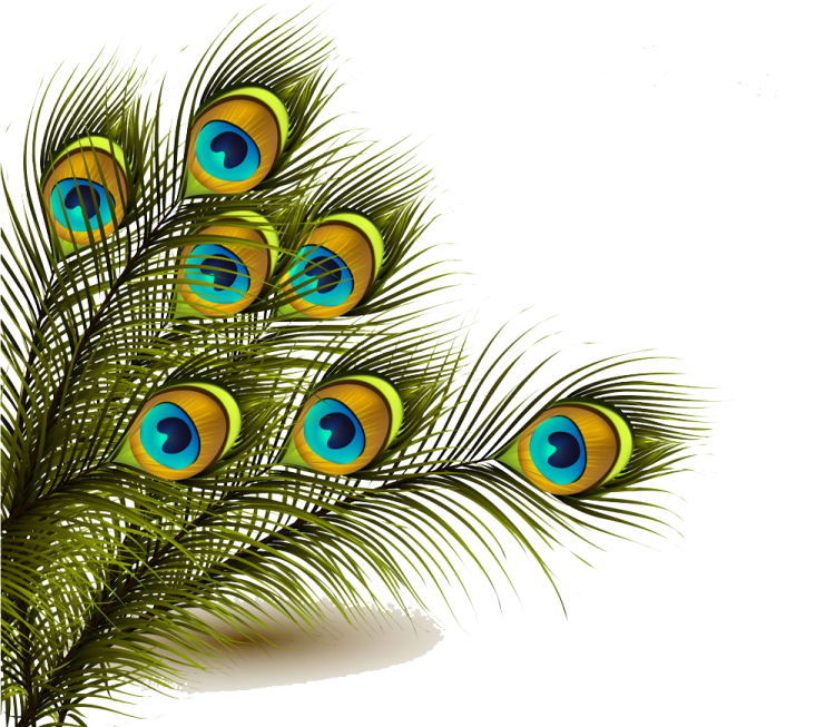 a bunch of peacock feathers on a white background