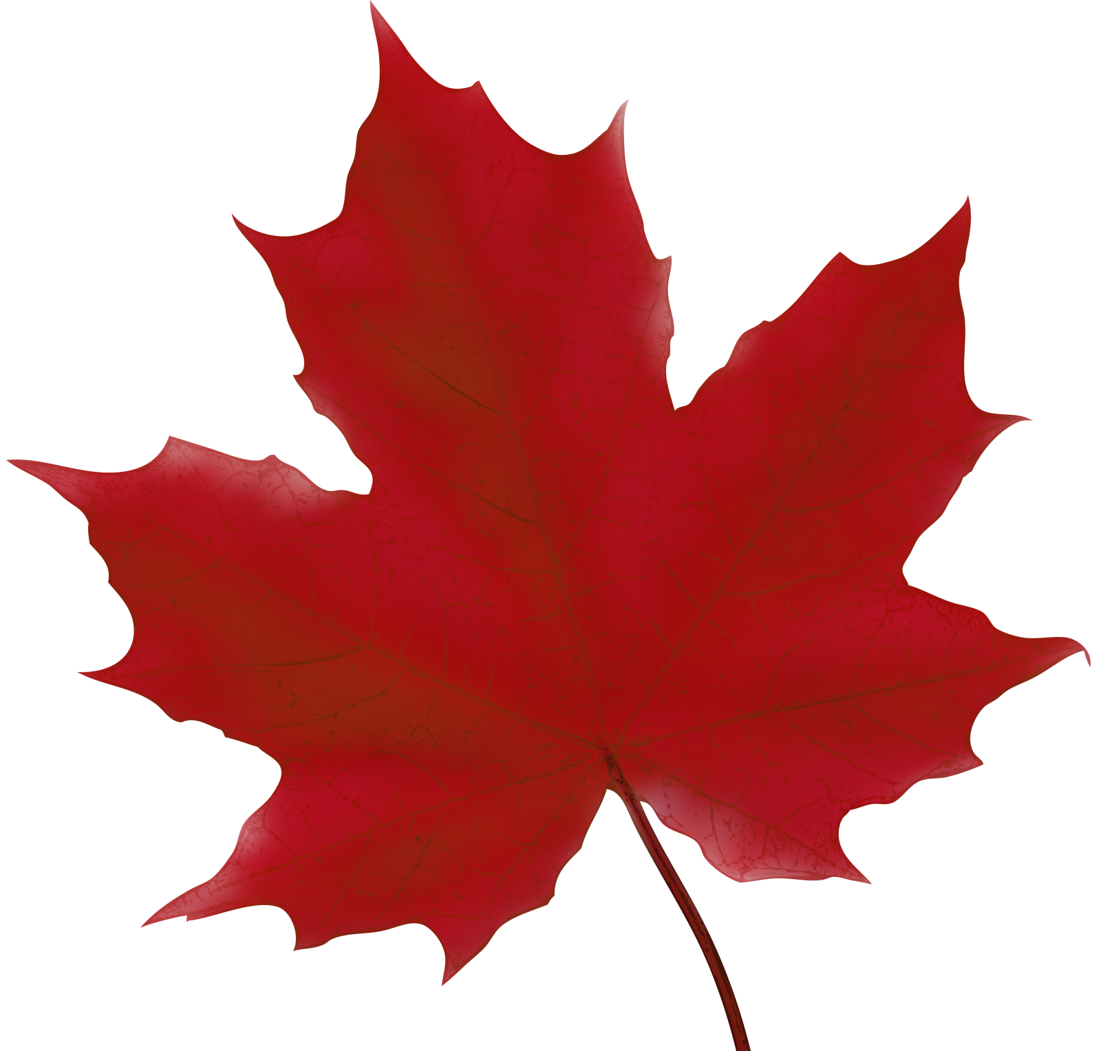 a red maple leaf