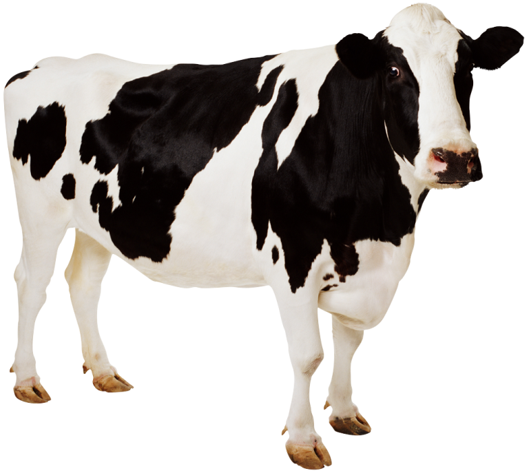 a black and white cow standing on a white background