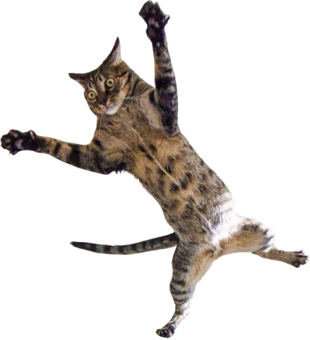 a cat that is jumping in the air