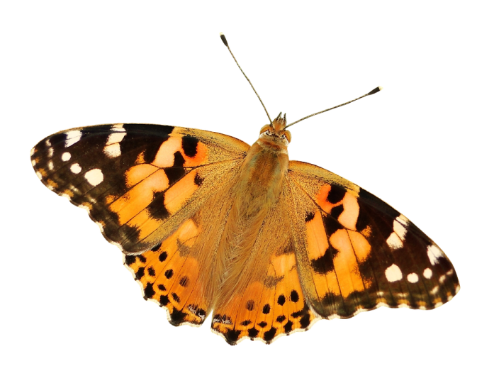 an orange butterfly on a white background