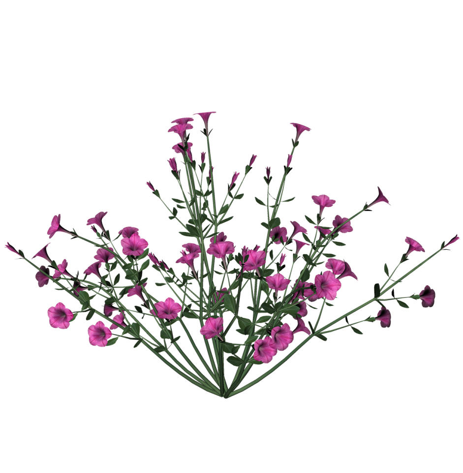 a bunch of pink flowers on a white background