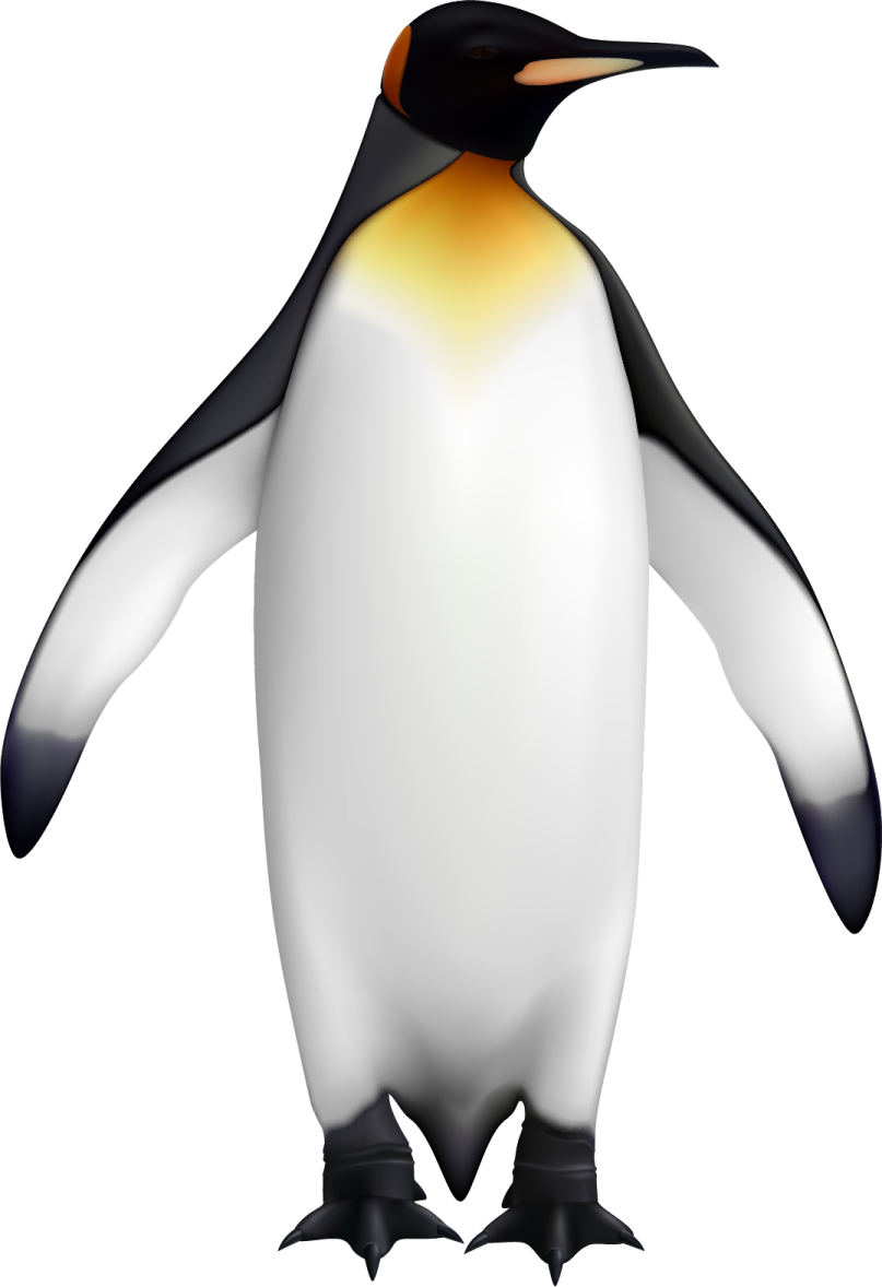 an image of a penguin on a white background